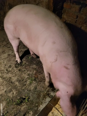 se vand doua purcele de carne - imagine 3