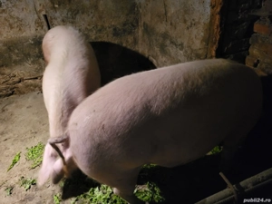 se vand doua purcele de carne - imagine 4