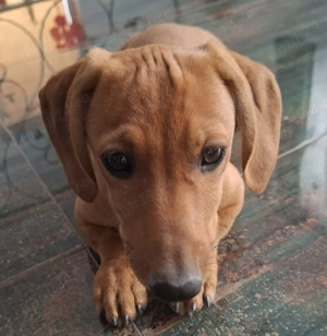 Căței Teckel  - imagine 2