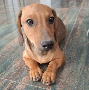 Căței Teckel  - imagine 3