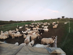 Capre de vânzare  - imagine 2