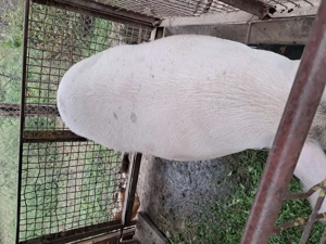 De vănzare - imagine 2