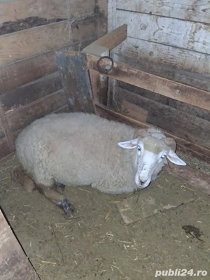 de vânzare  - imagine 2