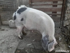 scroafa de vanzare - imagine 2 scroafa de vanzare - imagine 2