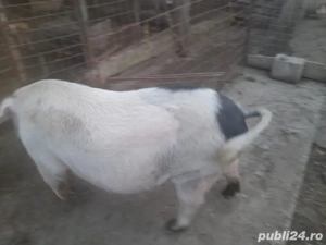 scroafa de vanzare