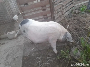 scroafa de vanzare - imagine 4 scroafa de vanzare - imagine 4