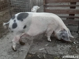 scroafa de vanzare - imagine 3 scroafa de vanzare - imagine 3