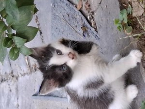 Motanei cauta Stapani iubitori! - imagine 3 Motanei cauta Stapani iubitori! - imagine 3