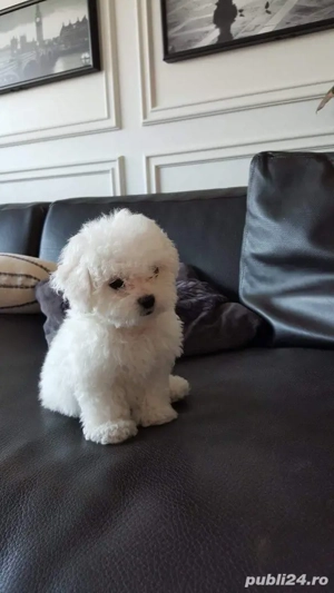 bichon frise