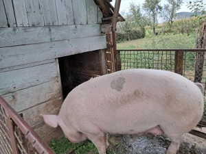 De vănzare - imagine 4