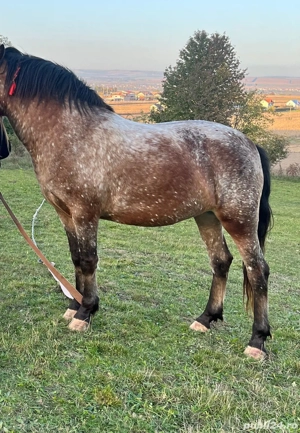 Manza 3ani - imagine 4 Manza 3ani - imagine 4