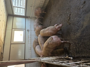 Vand Porci - imagine 5 Vand Porci - imagine 5