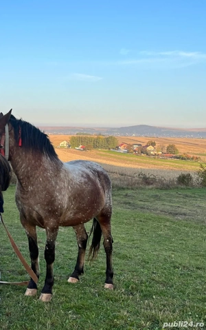 Manza 3ani - imagine 3 Manza 3ani - imagine 3