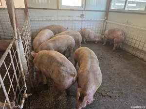 Vand Porci - imagine 4