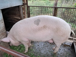 De vănzare - imagine 3