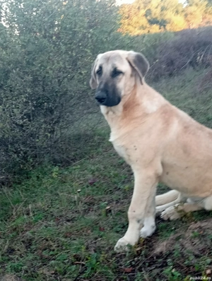 Catei de vânzare  - imagine 2 Catei de vânzare  - imagine 2