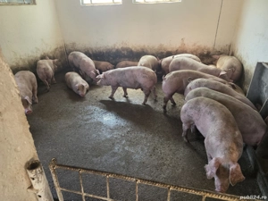 Vand Porci - imagine 5