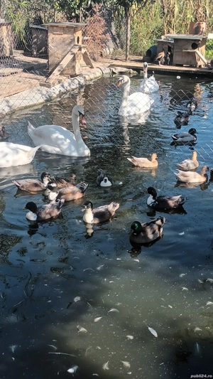 rate mandarine , caroline, sulitare, pitica olandeza, lebede