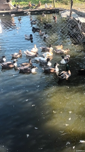 rate mandarine , caroline, sulitare, pitica olandeza, lebede - imagine 2