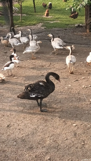 rate mandarine , caroline, sulitare, pitica olandeza, lebede - imagine 5