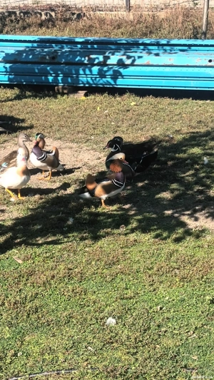 rate mandarine , caroline, sulitare, pitica olandeza, lebede - imagine 4