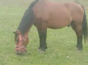 Vând 1 cal bun de lucru 