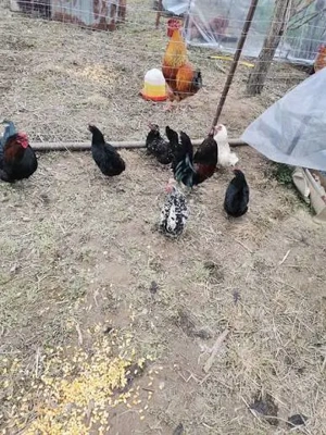 Vând oua 50 de bani bucata