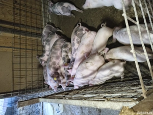 Vand soldani - imagine 2