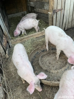 se vinde purcei oret 550 la alegere ai 2 luni  - imagine 4 se vinde purcei oret 550 la alegere ai 2 luni  - imagine 4