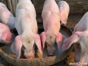 se vinde purcei oret 550 la alegere ai 2 luni 