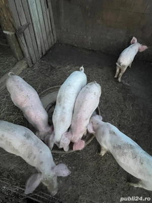 se vinde purcei oret 550 la alegere ai 2 luni  - imagine 3 se vinde purcei oret 550 la alegere ai 2 luni  - imagine 3