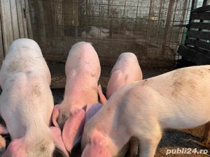se vinde purcei oret 550 la alegere ai 2 luni  - imagine 2 se vinde purcei oret 550 la alegere ai 2 luni  - imagine 2