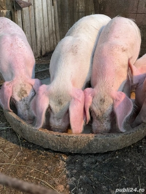 se vinde purcei oret 550 la alegere ai 2 luni  - imagine 5 se vinde purcei oret 550 la alegere ai 2 luni  - imagine 5