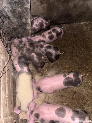 Vand purcei - imagine 3