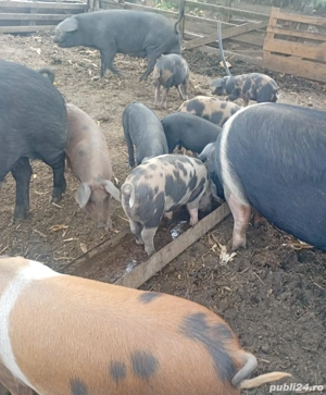 Porci si purcei de vânzare 