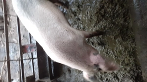 De vandut porc9 - imagine 2