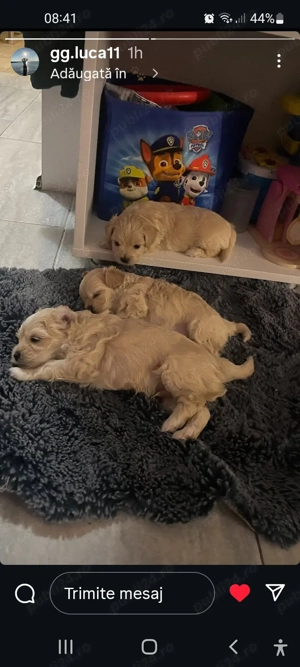 Vând Bison Maltez  - imagine 2