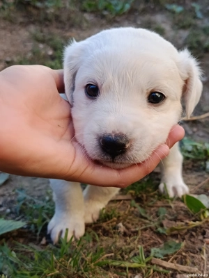 ofer catelusi spre adoptie 