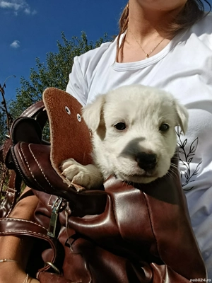 ofer catelusi spre adoptie  - imagine 3