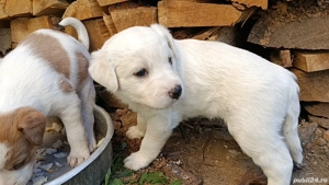 ofer catelusi spre adoptie  - imagine 2