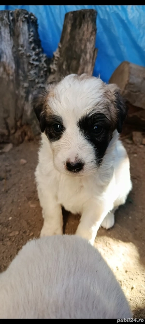 ofer catelusi spre adoptie  - imagine 4