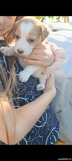 ofer catelusi spre adoptie  - imagine 5