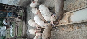 Purceluși de vânzare  - imagine 4