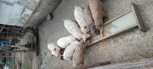 Purceluși de vânzare  - imagine 3