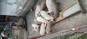 Purceluși de vânzare  - imagine 2