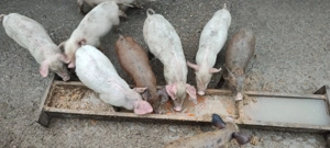 Purceluși de vânzare 