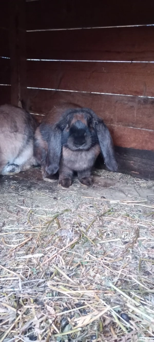 vand berbec german  - imagine 3 vand berbec german  - imagine 3