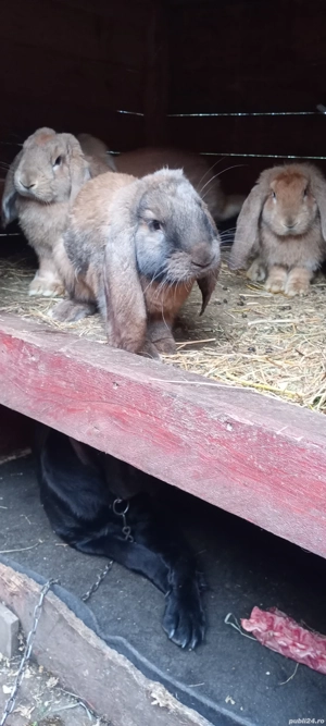 vand berbec german  - imagine 4 vand berbec german  - imagine 4