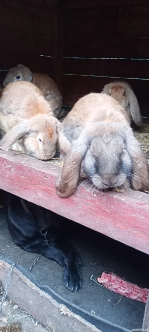 vand berbec german  - imagine 5 vand berbec german  - imagine 5