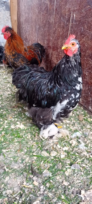 vand cocosi Cochinchina putic 